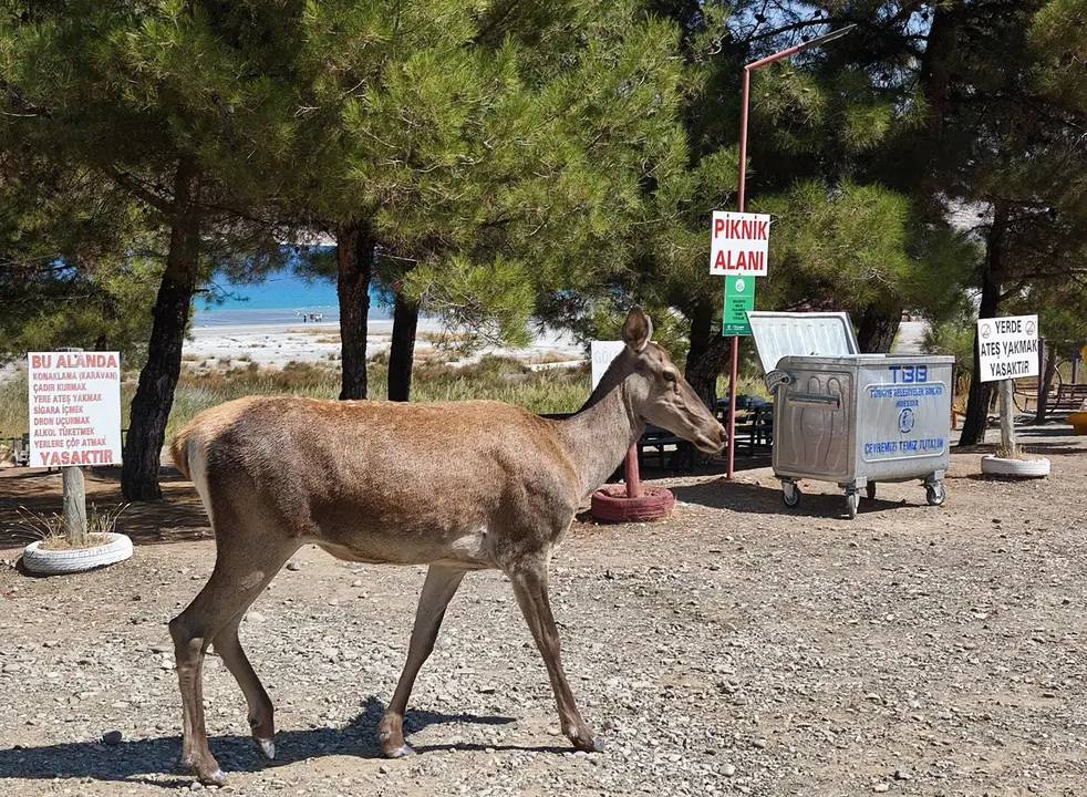 Salda Gölü'nde Kızıl Geyik Piknikçilere Sürpriz Yaptı 1
